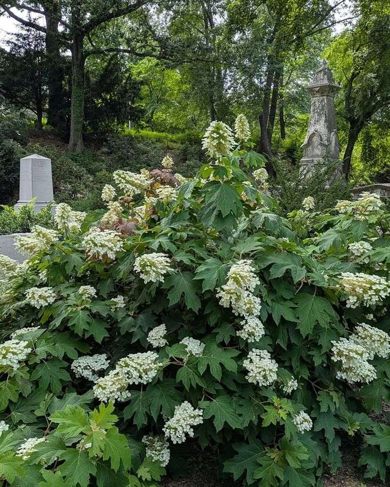 Oakleaf Hydrangea 