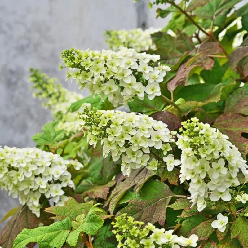 Oakleaf Hydrangea Adds Bold Leaves In Clay Soil