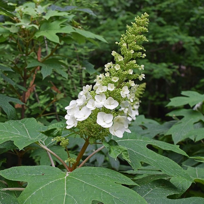 Oakleaf Hydrangea Brings Bold Seasonal Interest Oakleaf Hydrangea Brings Bold Seasonal Interest