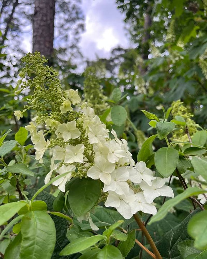 Oakleaf Hydrangea Holds Up Well In Dense Ground