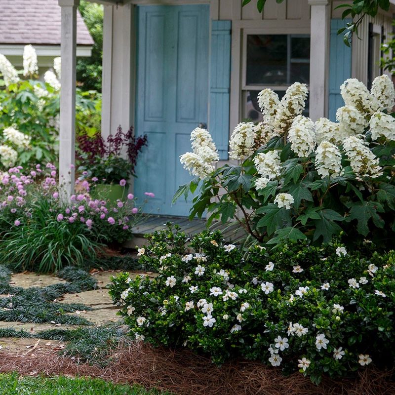 Oakleaf Hydrangea Puts On A Show In Late Spring