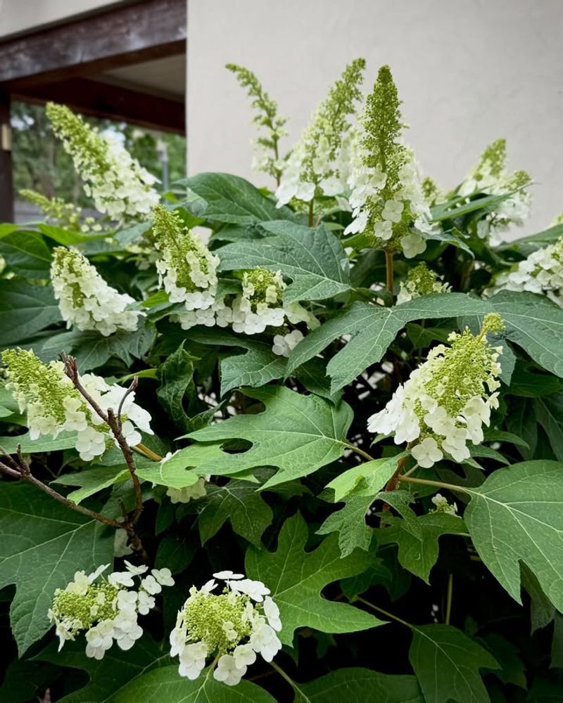 Oakleaf Hydrangea