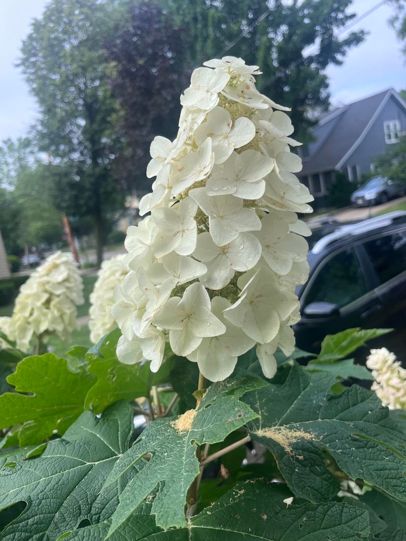 Oakleaf Hydrangeas Need Caution Too
