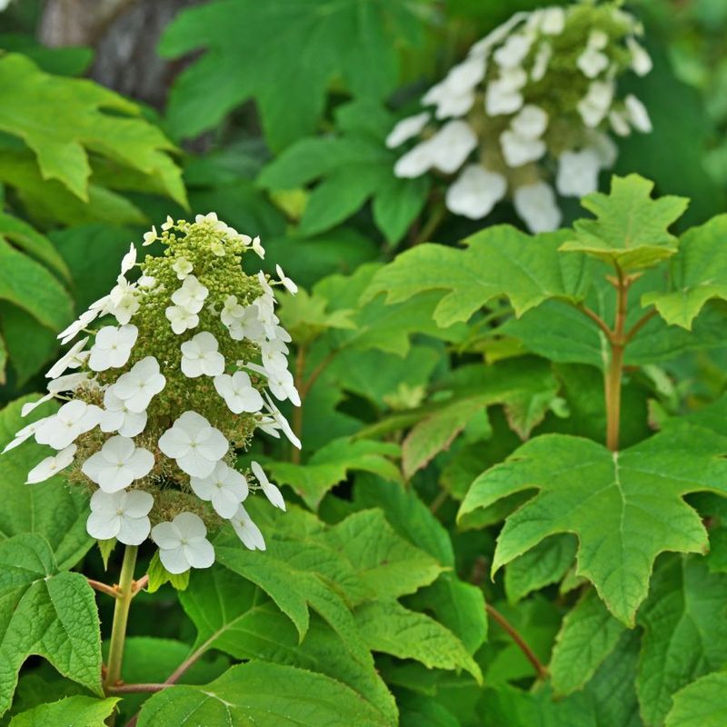 Oakleaf Hydrangeas Should Be Pruned After Bloom
