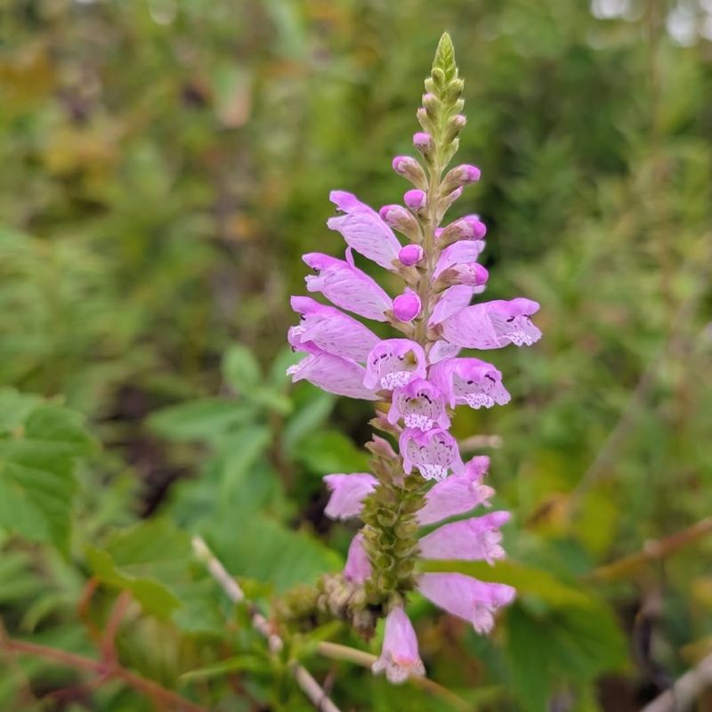 Obedient Plant Obedient Plant