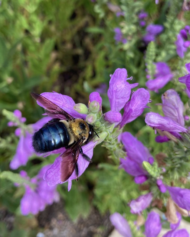 Obedient Plant (Physostegia virginiana)