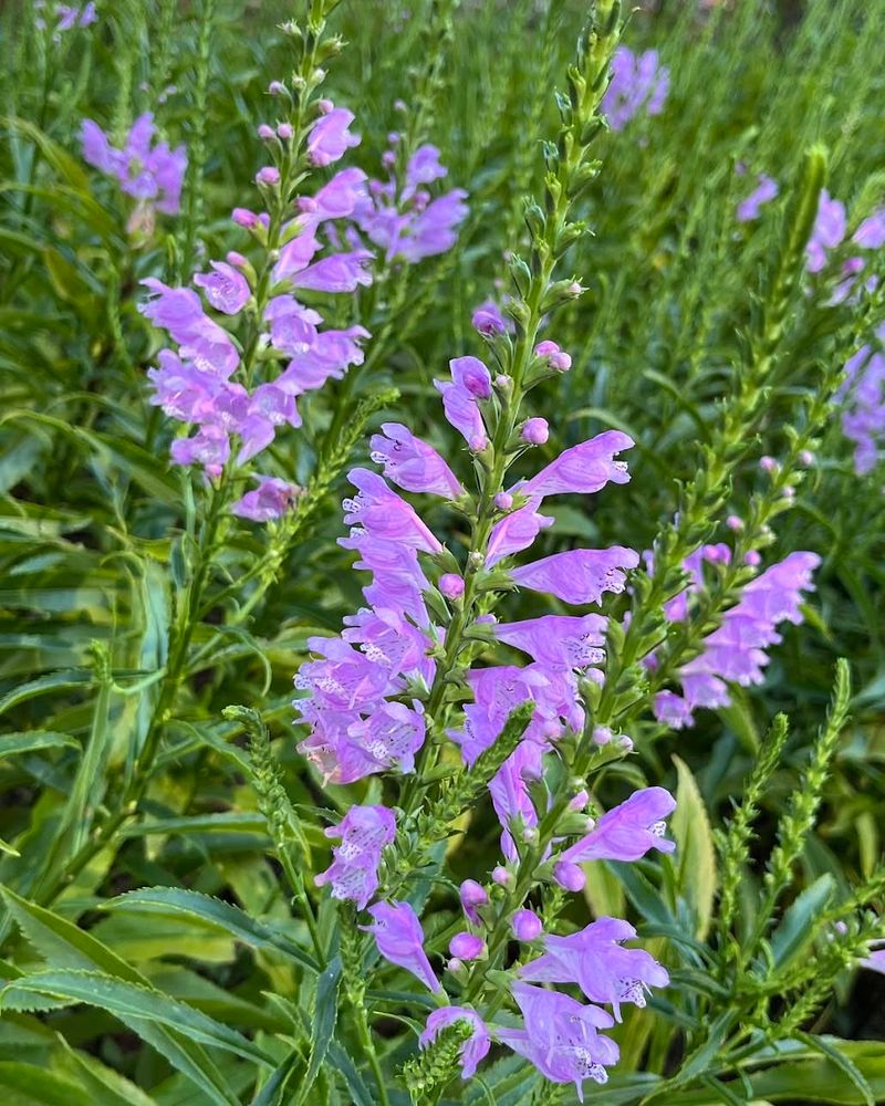 Obedient Plant Spreads Easily In Moist Soil