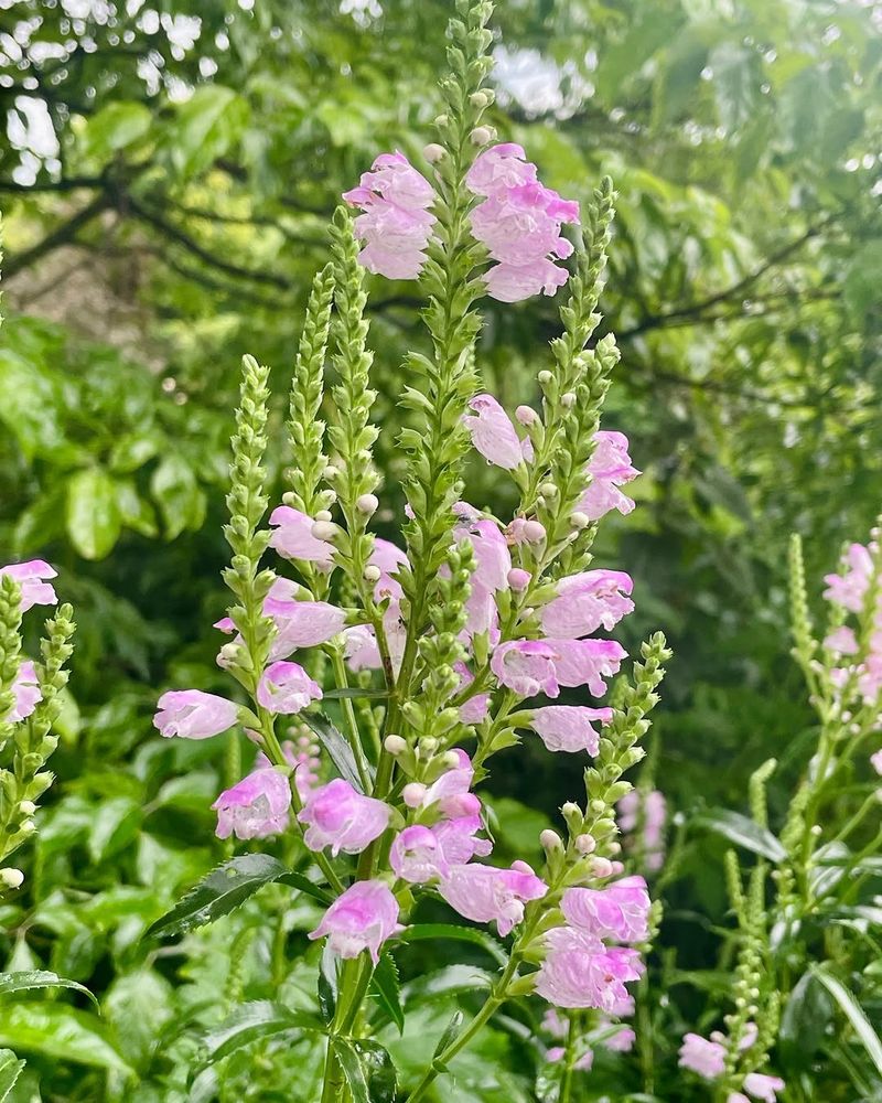 Obedient Plant Spreads Fast Without Regular Division
