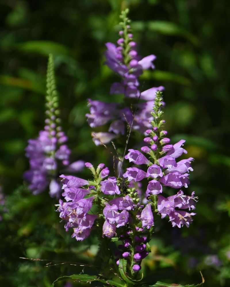 Obedient Plant Obedient Plant