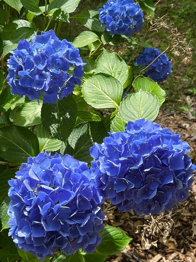 Observe Sunlight And Adjust Shade As Needed Observe Sunlight And Adjust Shade As Needed