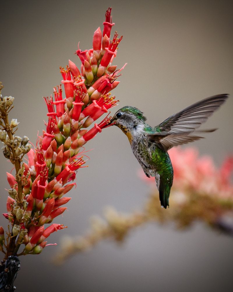 Ocotillo Produces Bright Red Flowers In Late Spring
