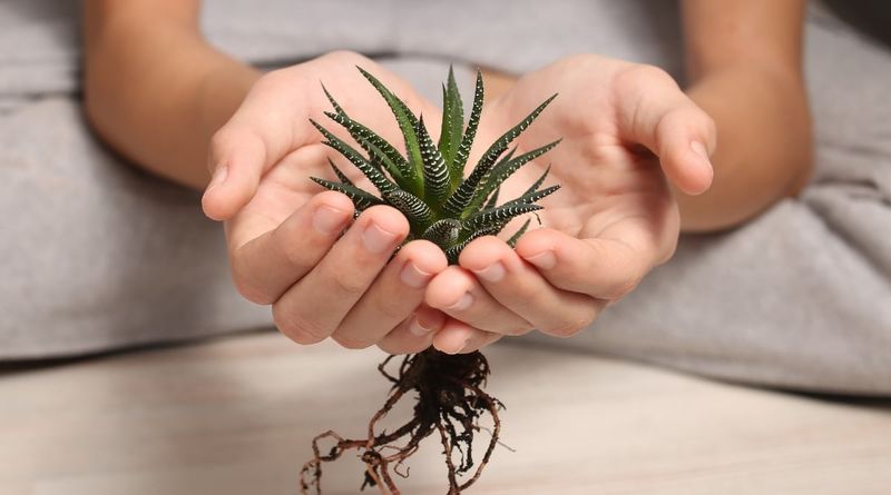 Offsets Are Easy To Divide And Replant