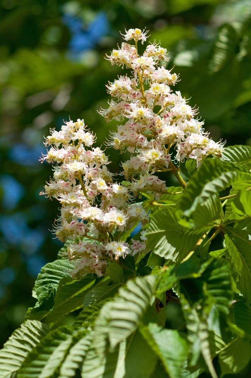 Ohio Buckeye Adds Native Charm With Creamy Blooms