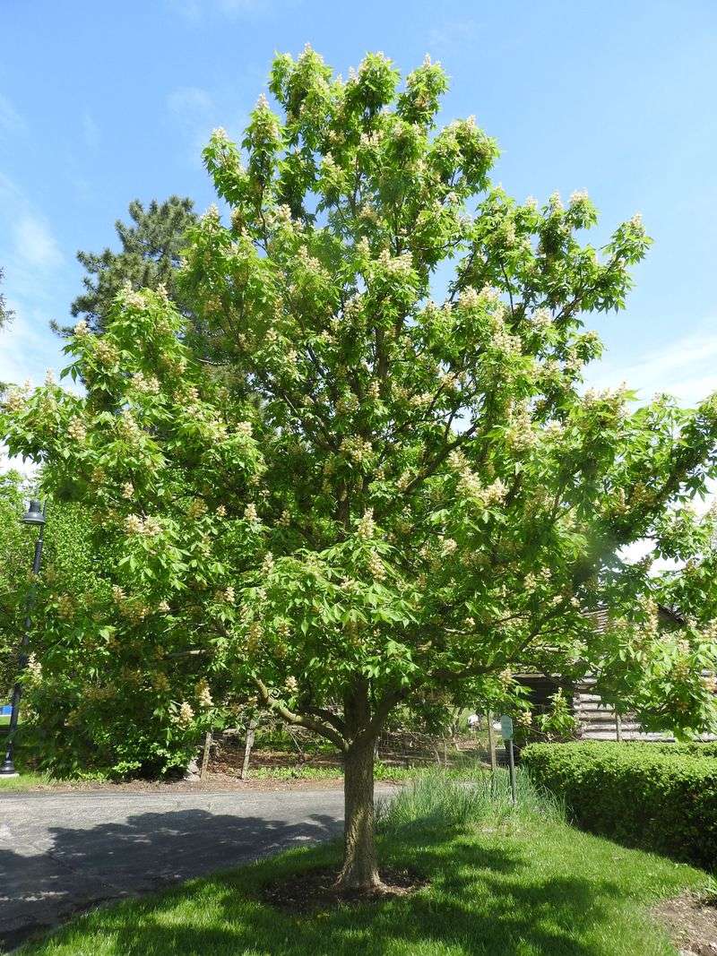 Ohio Buckeye Is The State Tree With A Toxic Side Most People Forget Ohio Buckeye Is The State Tree With A Toxic Side Most People Forget