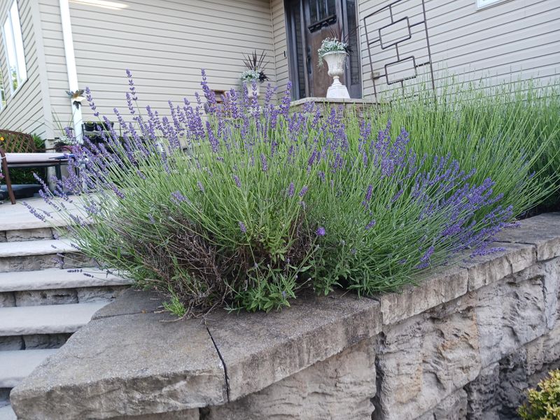 Ohio Clay Can Ruin A Lavender Hedge Fast