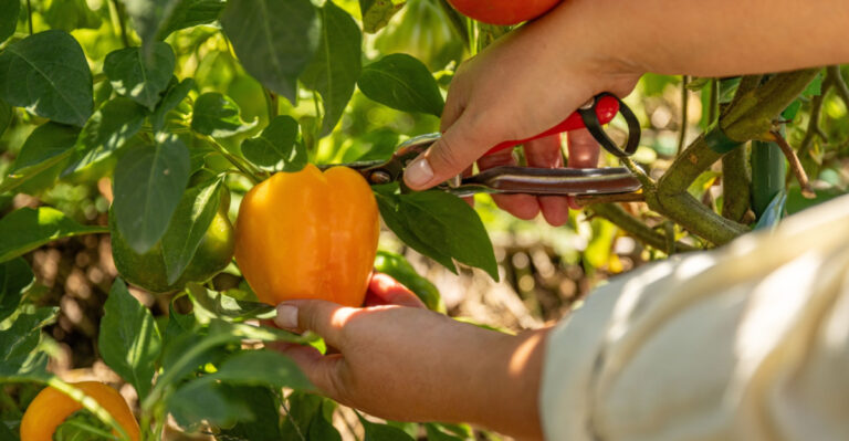 Ohio Gardeners Can Keep Harvesting All Summer By Planting These In May