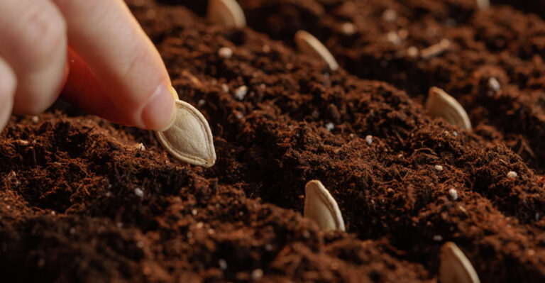 Ohio Gardeners, Direct Sow These Vegetables This May Before It’s Too Late