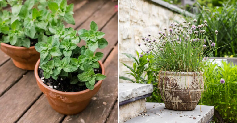 Ohio Gardeners, These 8 Herbs Grow Best When Started In May