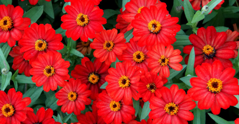 Zinnia "Profusion Red"