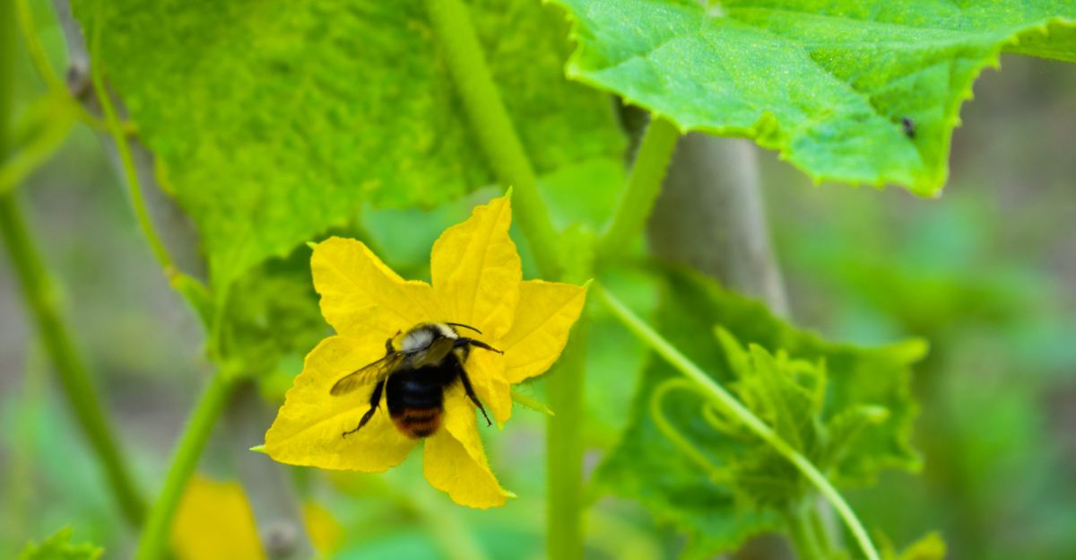 bee on a flower