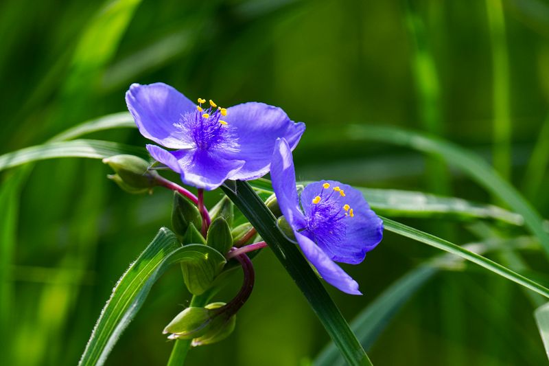Ohio Spiderwort
