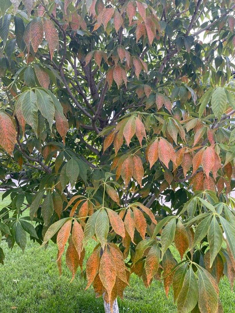 Ohio Weather Can Speed Up Lace Bug Activity Ohio Weather Can Speed Up Lace Bug Activity