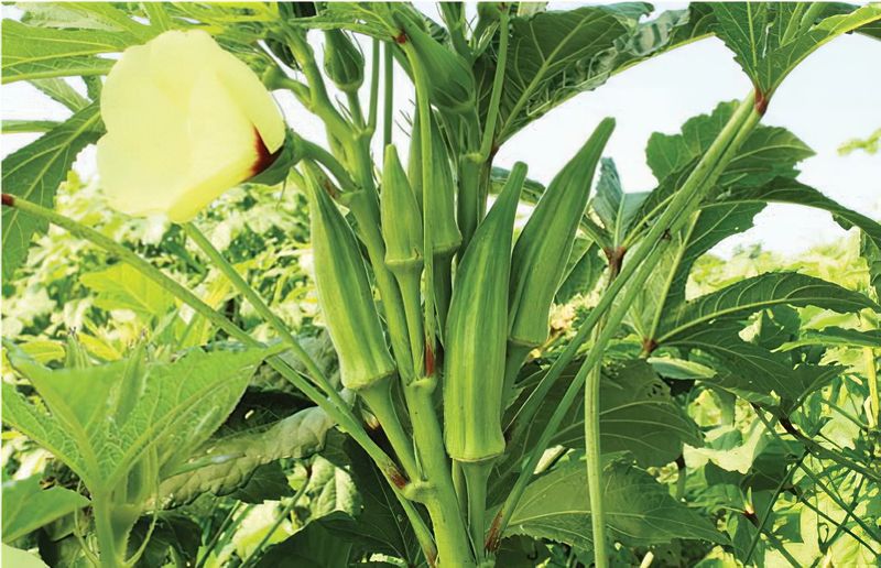Okra (Abelmoschus esculentus) Loves North Carolina Heat Okra (Abelmoschus esculentus) Loves North Carolina Heat
