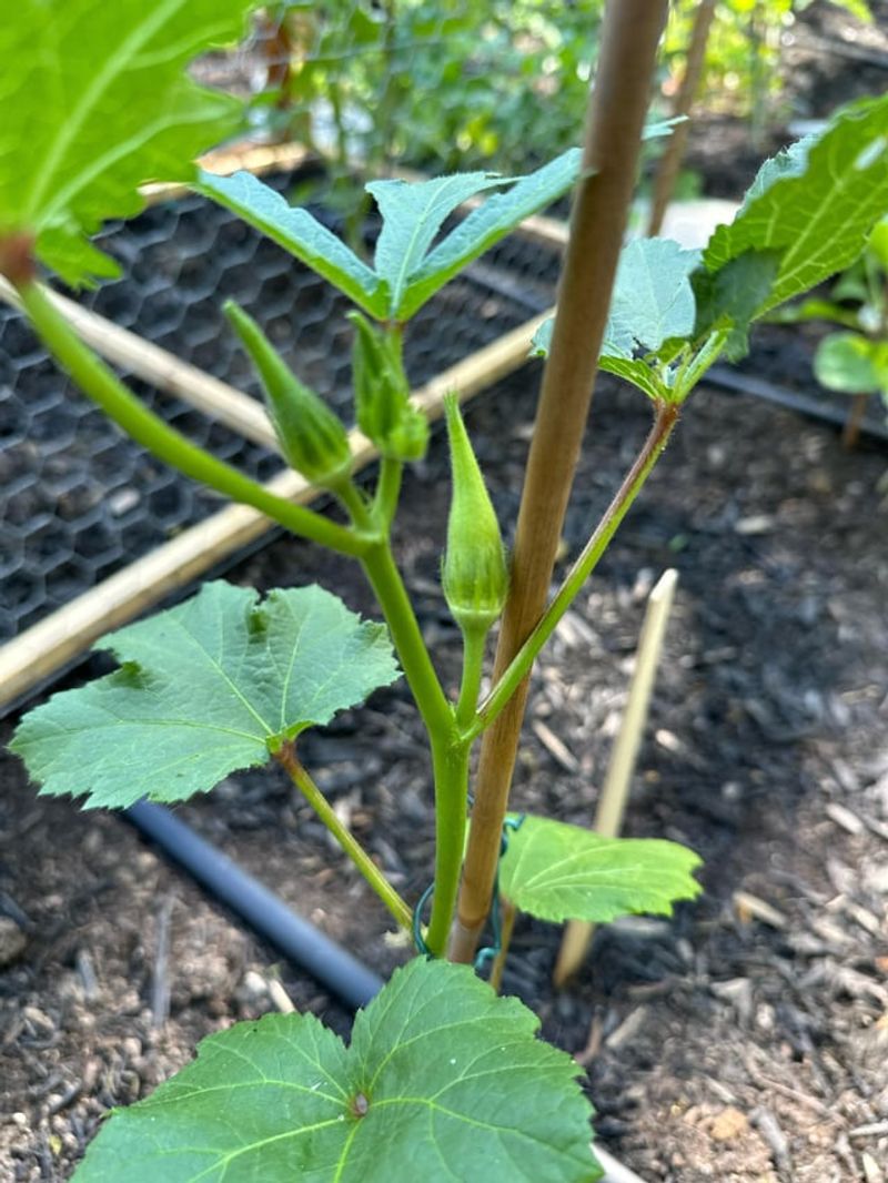 Okra Beds