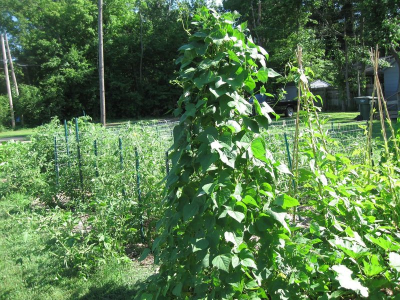 Okra Can Act As A Living Trellis For Climbing Beans Okra Can Act As A Living Trellis For Climbing Beans