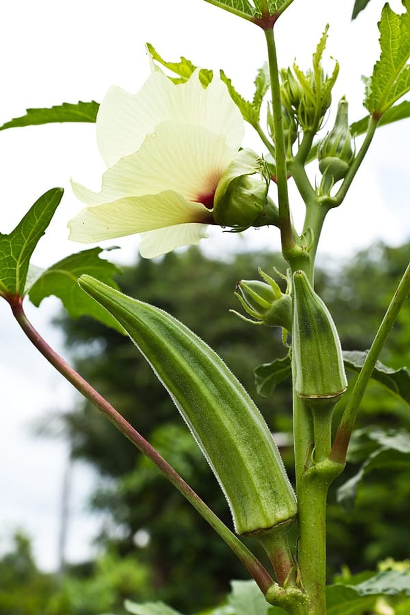 Okra Grows Strong In Summer Heat