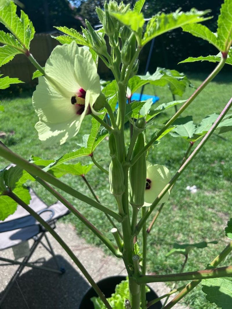 Okra Handles Bright Conditions With Little Fuss