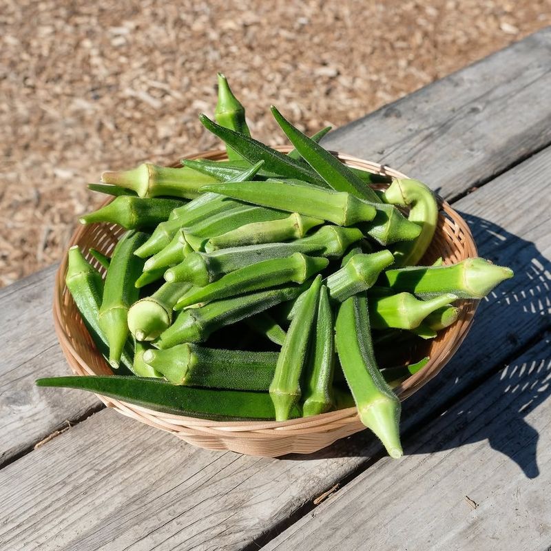 Okra Keeps Growing During Brutal Summer Heat