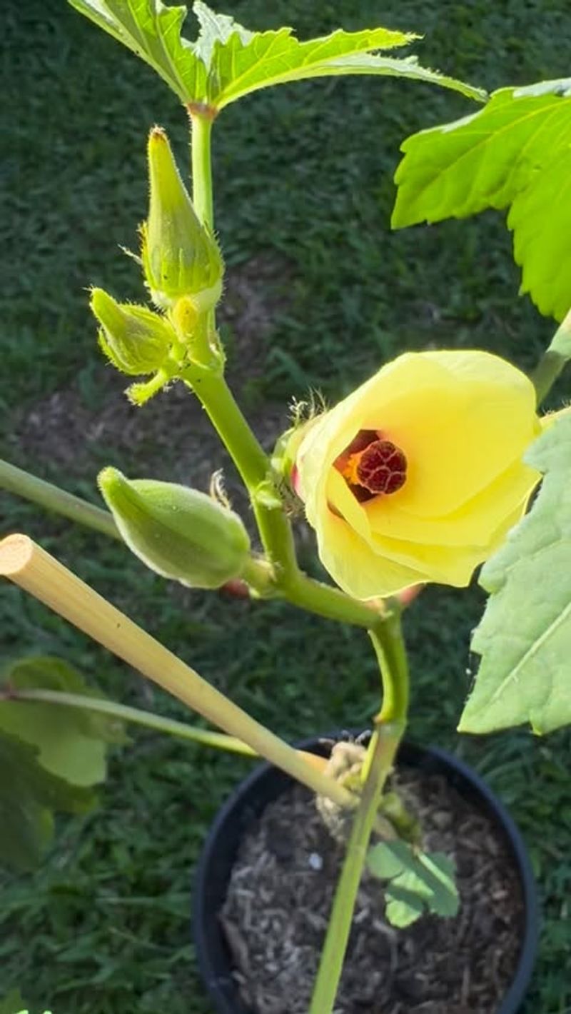 Okra Keeps Growing During Long Heat Waves
