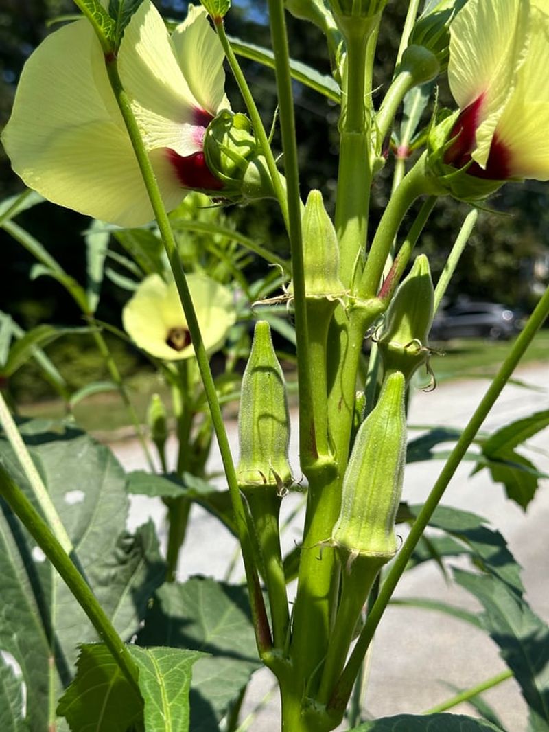 Okra Keeps Producing When The Rain Rolls In