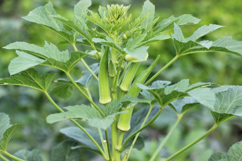 Okra Loves North Carolina Heat Once Soil Finally Warms Up