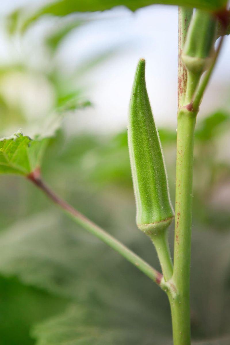 Okra Loves Rising Heat In Late Spring