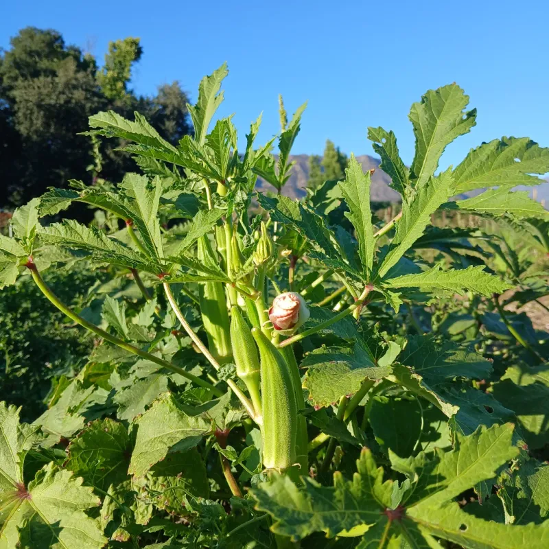 Okra Okra