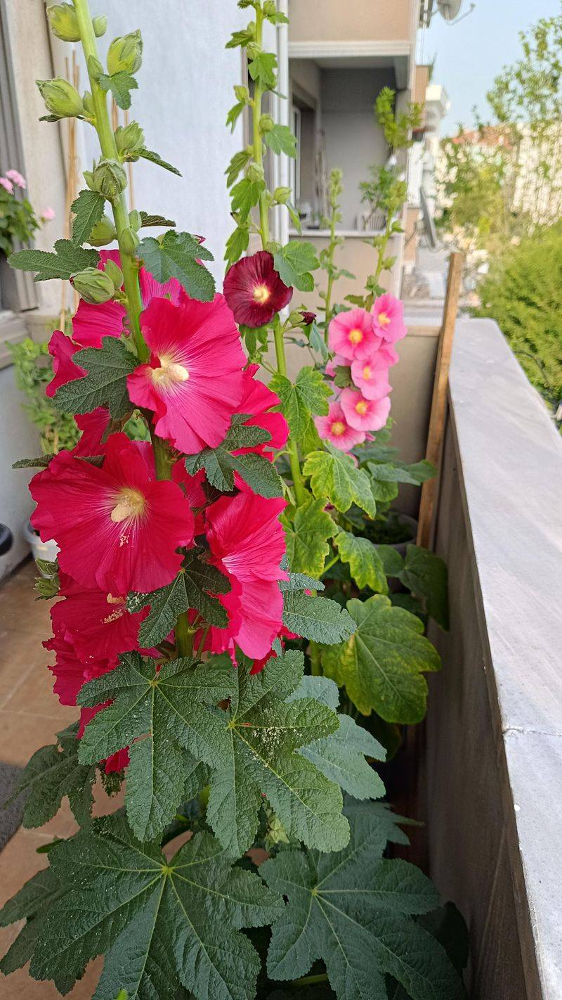 Old Fashioned Flowers Fit Modern Desert Gardens Surprisingly Well