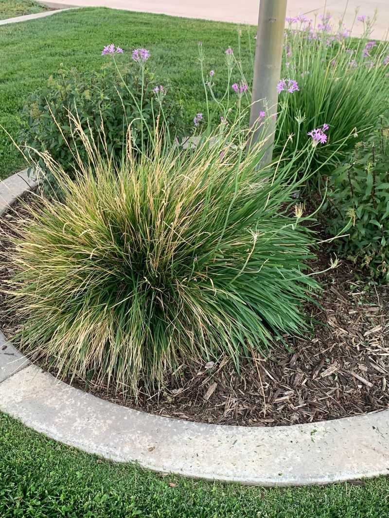 Old Leaves Need A Gentle Spring Cleanup