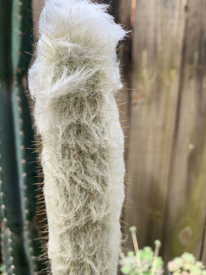 Old Man Cactus 