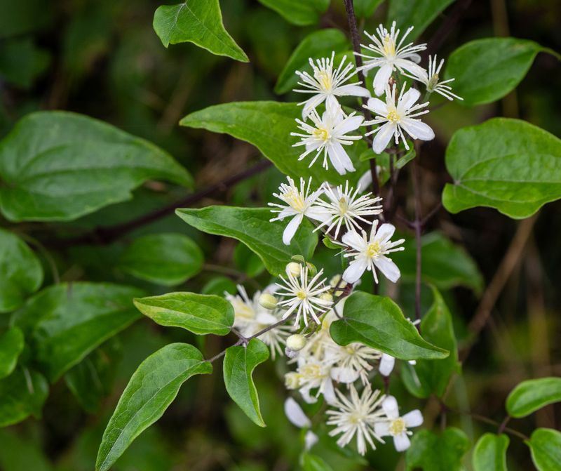 Old Man's Beard Can Blanket Fences And Shrubs Old Man's Beard Can Blanket Fences And Shrubs