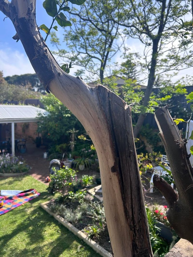 Old Wood May Be Blocking New Growth