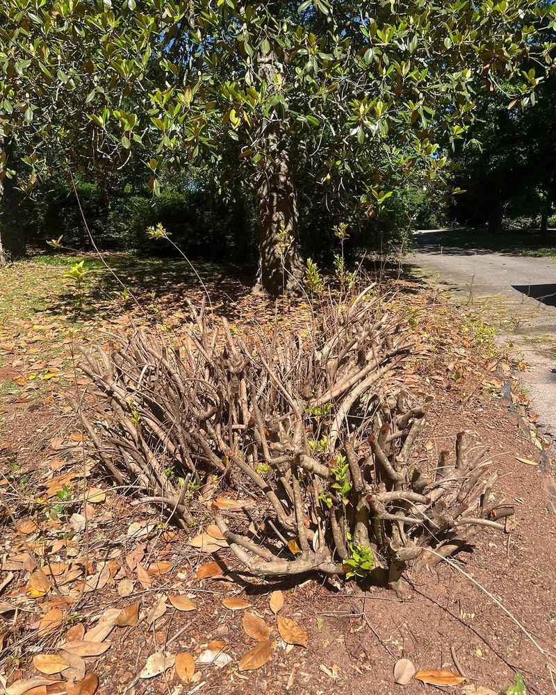 Old Wood Removal Prevents Dense Crowded Growth Old Wood Removal Prevents Dense Crowded Growth