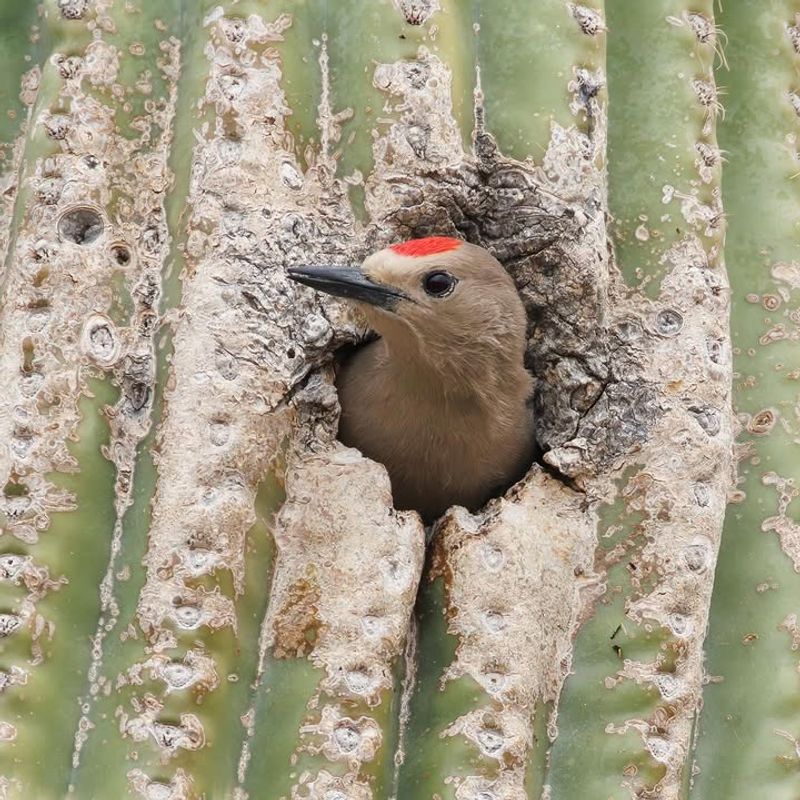 Old Woodpecker Cavities Support A Busy Yard Ecosystem