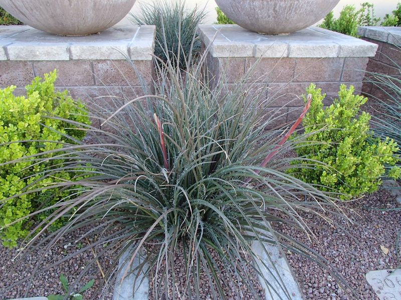 Older Bloom Spikes Should Be Trimmed Back Often Older Bloom Spikes Should Be Trimmed Back Often