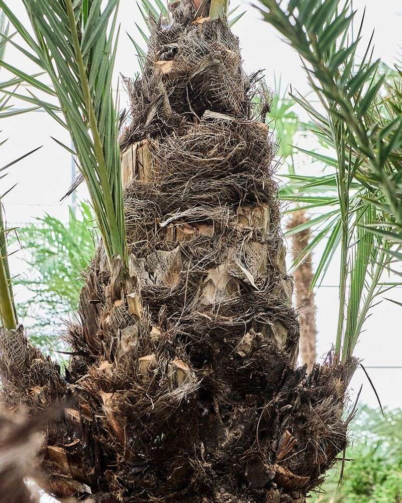 Older Fronds Naturally Turn Brown Near The Bottom Older Fronds Naturally Turn Brown Near The Bottom
