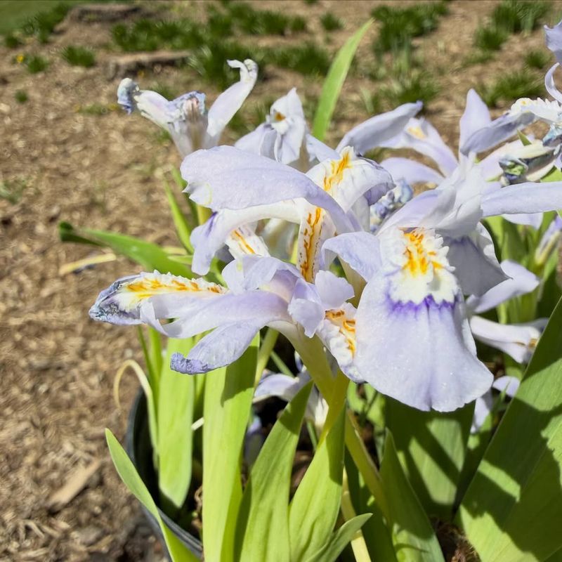 Older Iris Beds Often Need Rejuvenation To Bloom Well Again