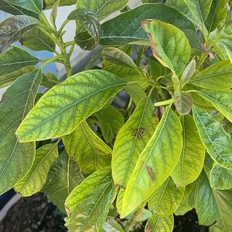 Older Leaves May Be Shedding Naturally