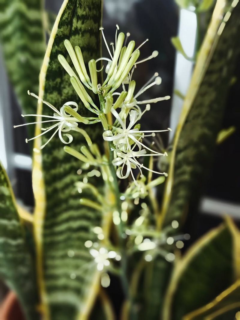 Older Plants Usually Bloom More Reliably Over Time Older Plants Usually Bloom More Reliably Over Time