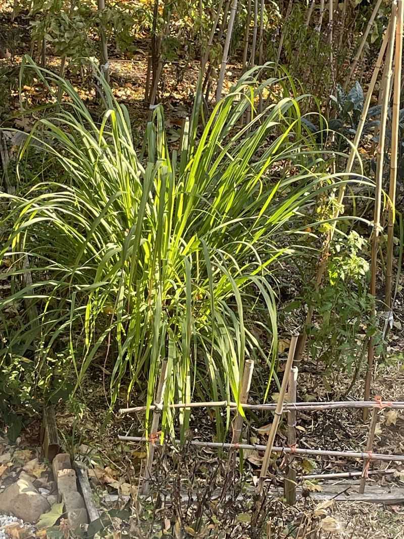 Older Stalks Benefit From Occasional Thinning